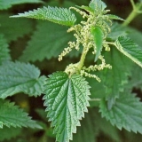 Zašto kopriva pecka: fotografija, uzroci, prednosti, prva pomoć za opekotine